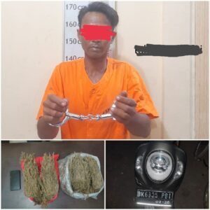 Under Cover Sat Narkoba Polres Langkat berhasil amankan tersangka dan 2 kg Ganja
