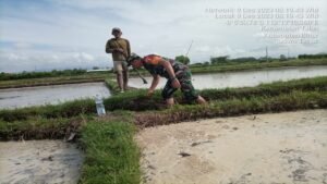 Hadir Di Tengah Masyarakat, Babinsa Koramil Talun Bantu Pengolahan Dan Penyiapan Lahan Pertanian Warga Binaannya