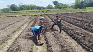 Peduli Ketahanan Pangan, Babinsa Koramil Ponggok Bantu Penyiapan Lahan Pertanian Milik Warga Binaannya