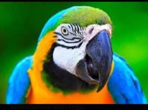 Resiko Bagi Yang Suka Pasang Omong