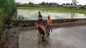 Dukung Ketahanan Pangan, Babinsa Koramil Sanankulon Bantu Menanam Padi di Sawah Warga Binaannya