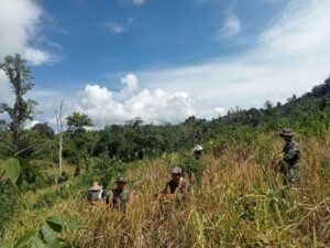 Satgas Pamtas RI-MLY Yonarmed 16/TK Bersama Masyarakat Laksanakan Panen Padi di Perbatasan RI-Mly