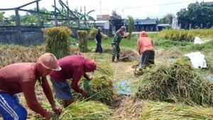 Dukung Hanpangan, Serka Aminoto Bantu Panen Padi Warga Binaannya