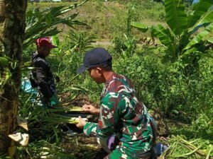 Wujudkan Ketahanan Pangan, Satgas Pamtas RI-Malaysia Yonarmed 16/TK Laksanakan Panen Bersama Masyarakat Perbatasan