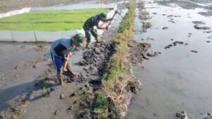 Babinsa Bantu Pembuatan Pematang Sawah Demi Suksesnya Bercocok Tanam