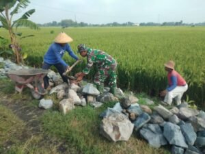 Bersama Warga, Babinsa Gotong Royong Bangun Talud Irigasi