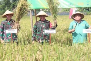 Solidnya Forkopimda Kota Blitar, Gelar Panen Padi Sehat dan Adat Methik Pari Kota Blitar 2024