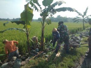 Babinsa Gotong Royong Bangun Talud Jalan Sawah, Wujud Sinergi Antara Aparat dan Masyarakat