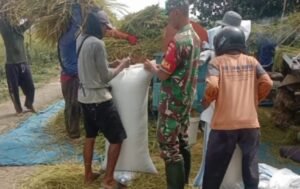 Mendukung Keberhasilan Pertanian Babinsa Bantu Panen Padi