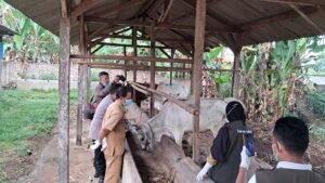 Jelang Hari Raya Qurban Idul Adha 1445 H, Aparat Lakukan Pemeriksaan Kesehatan Hewan Ternak di Pekon Mataram