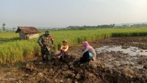 Babinsa Terjun Ke Sawah Beri Motivasi Petani