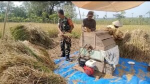 Peran Sumanto dalam Membantu Panen Padi