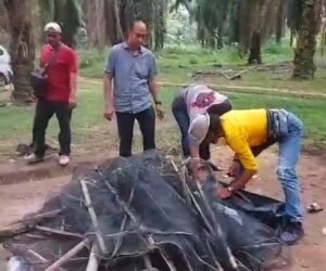 Meresahkan, Polsek Padang Ratu Bubarkan Praktek Judi Sabung Ayam di Perkebunan Sawit