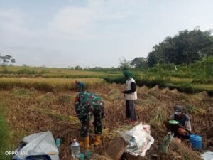 Penuh Semangat Babinsa Klego Dukung Ketahanan Pangan Wilayahnya