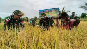 Panen Raya Serentak, Wujud Nyata Kesungguhan Satgas Yonif 125/Smb Dalam Program Foodestate