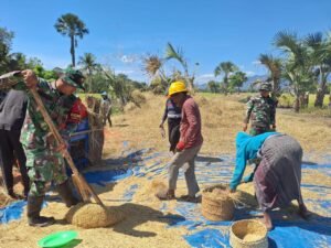 Satgas Yonkav 6/Naga Karimata Bantu Panen Padi Bersama Masyarakat