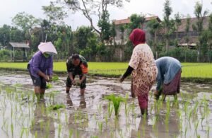 Dukung Hanpangan, Serma Abdul Manan Bantu Warga Desa Jimbe Tanam Padi