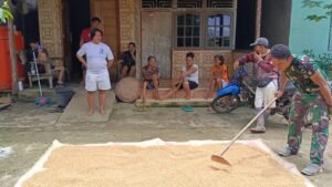 Di Akhir Masa Tugas Anggota Satgas TMMD Ke 121 Kodim 1210/Ldk Bantu Warga Jemur Dan Kupas Jagung