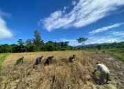 Dukung Ketahanan Pangan, Satgas Pamtas Yonif 762/VYS Bantu Warga Panen Padi Di Distrik Yembun