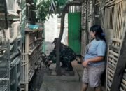 Babinsa Selo Motivasi Warga Yang Produktif