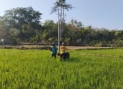 Babinsa Berikan Solusi Praktis Bantu Petani Penyiangan Gulma di Lahan Pertanian