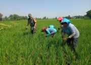 Babinsa Pengkok dan Petani Bersatu, Cabut Gulma untuk Hasil Panen yang Melimpah