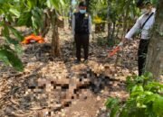 Mayat Tanpa Identitas Ditemukan di Pringsewu, Kapolres: Penyelidikan Masih Berjalan