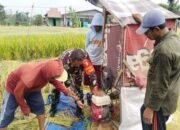 Sukseskan Ketahanan pangan, Babinsa Bantu Petani Panen Padi