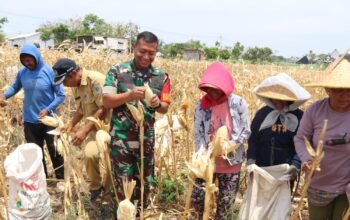 Bersama Warga Desa Pagung Dandim 0809/Kediri Panen Jagung Di Lokasi TMMD ke-122