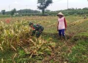 Dongkrak Swasembada Pangan Babinsa Desa Karangsono, Bantu Petani Panen Jagung