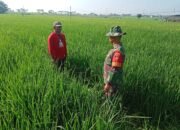 Babinsa Dampingi Petani Pantau Tanaman Padi, Pastikan Hasil Panen Maksimal