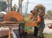 Ringankan Beban Petani, Babinsa Turun Tangan Bantu Panen