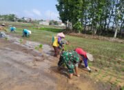 Babinsa Menjadi Garda Terdepan Dalam Menjaga Ketahanan Pangan, Bantu Petani Tanam Padi