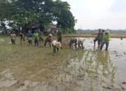 Danramil dan Anggota Turun Sawah, Bantu Petani Tanam Padi