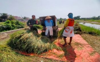 Bantu Panen Padi, Wujud Pendampingan Babinsa Kademangan Mensukseskan Program Swasembada Pangan