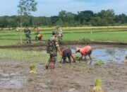 Tingkatkan Hasil Panen,Babinsa Kodim Boyolali Dampingi Petani