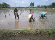 Percepat Masa Tanam Sriyatno Dampingi Petani Tanam Padi