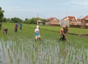 Babinsa Bantu Petani Lakukan Penyiangan Tanaman Padi