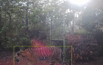 Polres Pesisir Barat Imbau Warga Waspada, Harimau Kembali Tertangkap Kamera Pengawas