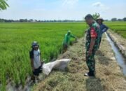 Babinsa Sawit Bersama Petani Galakkan Gropyokan Hama Tikus