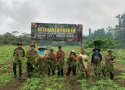Dukung Program Ketahanan Pangan, Satgas Yonif 131/BRS Panen Kacang Tanah Di Perbatasan Papua