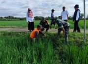 Moment Aparat dan Petani Gropyokan Hama Tikus di Desa Kedungupit, Sragen