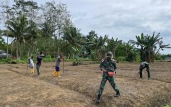 Perkuat Ketahanan Pangan, Satgas Yonif 131/BRS Bantu Warga Tanam Kacang Tanah di Perbatasan