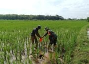 Babinsa Simo Terjun Ke Sawah Bantu Berantas Hama Keong