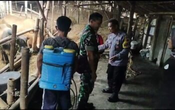 Cegah PMK, Babinsa Dampingi Penyemprotan Cairan Disinfektan