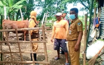 Cegah Penularan PMK, Babinsa Dampingi Petugas Vaksinasi Hewan Ternak Sapi di Wilayah Desa Cengkok