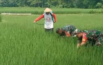 Antisipasi Hama Wereng, Babinsa Dampingi Petani Semprot Tanaman Padi