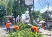 Babinsa Kratonan Bantu Jaga Kelancaran Arus Lalu Lintas Saat Pemangkasan Pohon