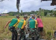 Prajurit Satgas Pamtas Yonarmed 11 Kostrad Bantu Warga Panen dan Menggiling Padi di Sebatik Timur