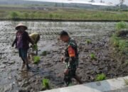 Babinsa Teras Aktif Dampingi Petani Dalam Upaya Ketahanan Pangan